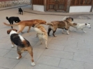 Sokak k�pekleri k�s�rla�t�r�l�yor
