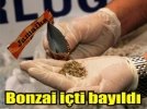 Bonzai i�ti, bay�ld�