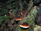 �apkal� mantar t�r�n�n envanteri ��kart�l�yor