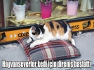 Pasaj�n maskotu kedi i�in imza toplad�lar