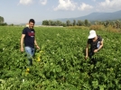 Patates kontrol alt�nda