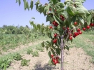 Yabani kirazlarla kereste imalat�