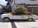 Eski model arabalar�n i�ine �i�ek diktiler