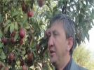 Elma �retiminde sert d����