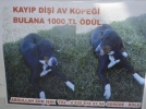 K�pe�ini bulana bin TL �d�l verecek