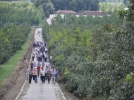 Cevizciler bah�eleri geziyor
