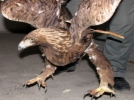 Yaral� kartal tedavi edildi