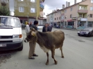 Hayvan yasa��na say�l� g�nler kald�