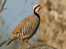 G�yn�k�te ava 3 y�l yasak