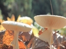 Mantar zehirlenmelerinde dikkat �eken art��