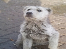 Boz ay� diye g�nderdiler, sokak k�pe�i ��kt�