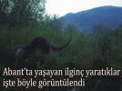 Su samurlar� "fotokapana" tak�ld�