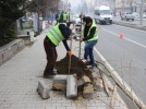 2015'te 10 bin a�a� dikilecek