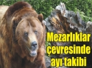 Mezarl�klara dadanan ay�lar cesetleri par�al�yor