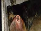Belediye k�pekleri �ld�rd� iddias�