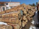 Seben�de y�l�n ilk sat�� ihalesi yap�ld�