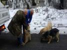 Alada�daki hayvanlara el uzat�ld�
