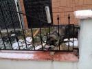 K�pek kurtarma operasyonu