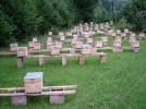 H�rs�zlar kovanlara dadand�