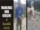 K�yamet alameti gibi