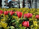 BOLU�DA LALE ��LEN�