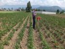 Patates �reticilerine g�ve uyar�s�!