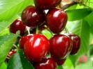 Park ve bah�elerde yepyeni bir uygulama