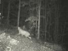 Va�ak fotokapana yakaland�