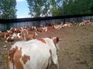 �thal D�veler Karantinaya Al�nd�