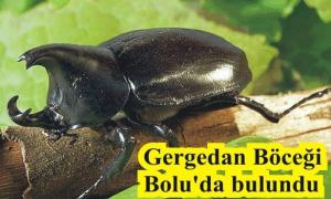 90 B�N DOLAR MUDURNU ORMANLARINDA