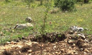 Seben�de badem fidanlar� b�y�yor
