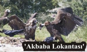 Lokantan�n bir numaral� m��terisi akbabalar