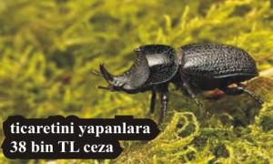 Bu b�cek cep yak�yor!