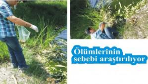 Toplu bal�k �l�mlerinin sebebi ara�t�r�l�yor