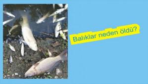 Bal�k �l�mlerinin nedeni anla��ld�