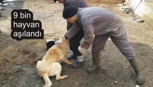 Kuduz riski Bolu'da s�f�r