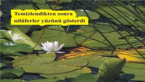 Nil�ferler y�z�n� g�stermeye ba�lad�