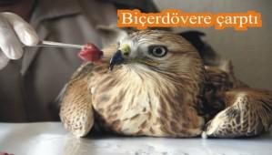 K�z�l �ahin tedavi alt�nda