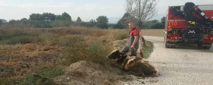 �AMURA BATAN �NE�� �TFA�YE KURTARDI!