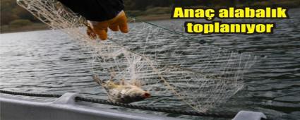 "Abant Alas�" i�in ana� alabal�k topland�