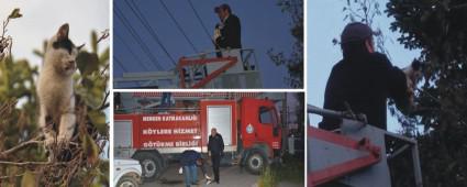 Mengen'de a�aca ��kan kediyi itfaiyeciler kurtard�