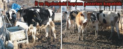 Bolu'da �ap karantinas�