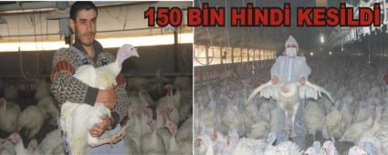 BOLU'DA YILBA�I ���N 150 B�N H�ND� KES�LD�