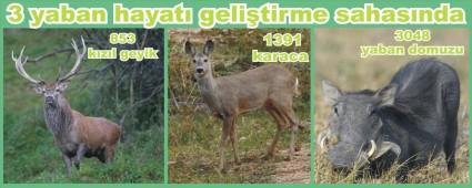 Bolu'daki yabani hayvan say�s� belirlendi