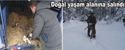 Yaral� karaca tedavi edildi