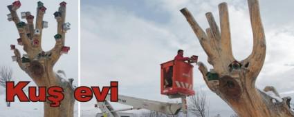 A�ac�n dallar� yuva a�t�