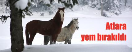 At Yaylas�na yem b�rak�ld�