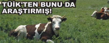 ��TE BOLU'NUN SI�IR SAYISI