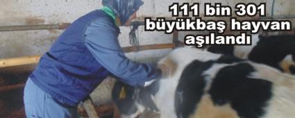 �ap A��lamas�nda Rekor K�r�ld�