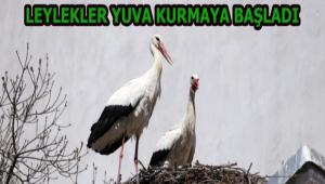 BOLU'YA BAHARIN M�JDEC�S� LEYLEKLER GELD�